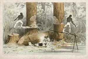Felling: FELLING MAHOGANY