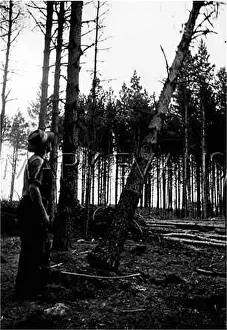 Felled: FELLING TREES