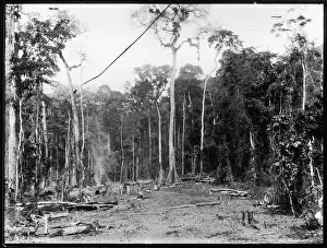 Charles Couldry: FELLING TREES/W.AFRICA