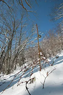 Felsen: Felsen Nest