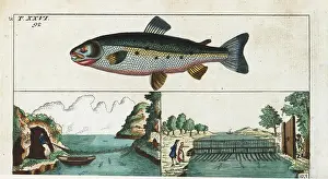 Salmo: Female Atlantic salmon, Salmo salar, and fishing methods