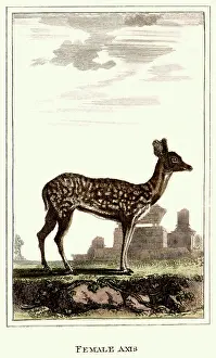 Mottled: Female Axis