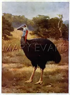 Casuarius: The female Cassowary