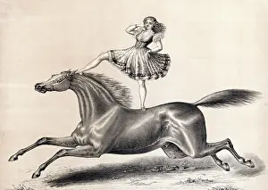 Acrobat: Female circus performer standing, riding on bareback horse