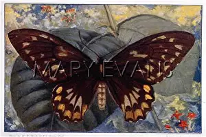 Croesus: Female Croesus butterfly