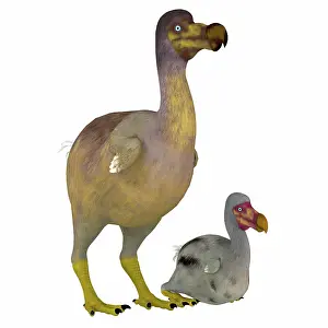 Pigeon: Female dodo bird with its offspring