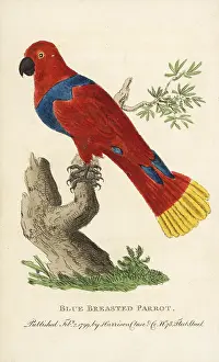 Eclectus: Female eclectus parrot, Eclectus roratus