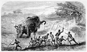Attackers: FEMALE ELEPHANT ATTACKED