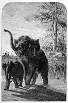 Shielding: FEMALE ELEPHANT HUNTED