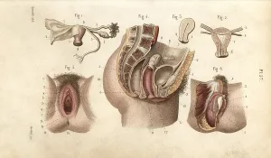 Genital: Female genital organs