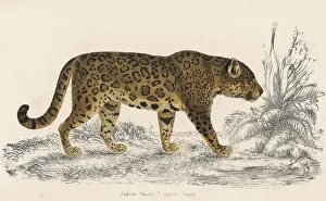 Onca: FEMALE JAGUAR