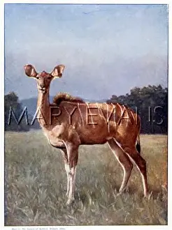 Kudu: FEMALE KUDU