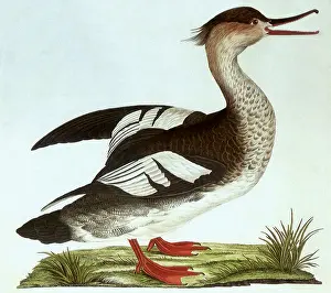 Cornelis: Female Merganser