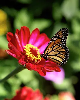 Zinnia: Female Monarch Butterfly Danaus Plexippus on Deep