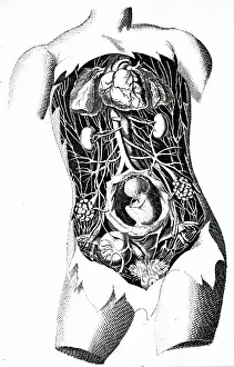 1795: Female organs. From E Sibly A Key to Physic and