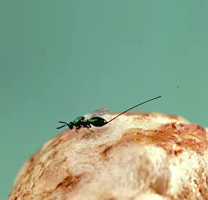 Macquitty: Female parasitic wasp