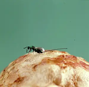 Macquitty: A female parasitic wasp