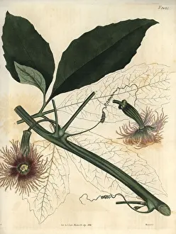 Weddell: Female pedate feuillaea, Feuillaea pedata or
