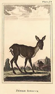 Roebuck: Female Roebuck