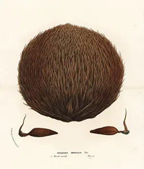 Araucaria: Female seed cone of the monkey puzzle tree