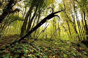 Fences: Fence posts from a Bavarian trench, Apremont Forest, France