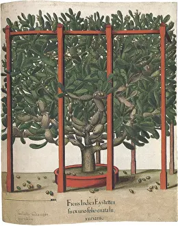 Fenced: Fenced Ficus