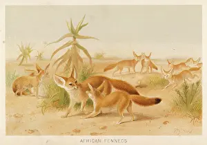 Zerda: FENNEC