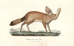 Zerda: Fennec fox or fennec, Vulpes zerda