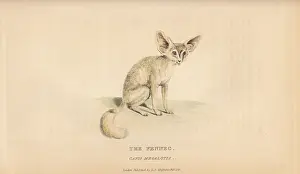 Zerda: Fennec fox, Vulpes zerda