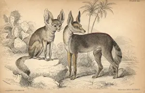 Lizars: Fennec fox, Vulpes zerda