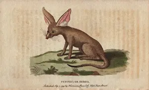 Zerda: Fennec fox or zerda, Vulpes zerda