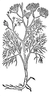 Magical: Fennel, Alchemy Plant