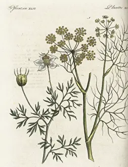 Cumin: Fennel and black cumin