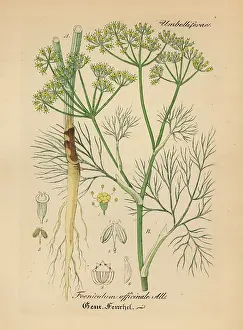 Gewachse: Fennel, Foeniculum vulgare