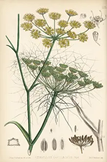 Fennel: Fennel, Foeniculum vulgare