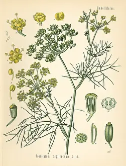 Fennel: Fennel, Foeniculum vulgare
