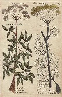 Herbalist: Fennel, Foeniculum vulgare and Alexanders