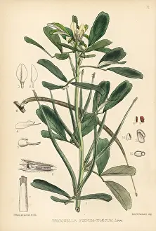 Fenugreek: Fenugreek, Trigonella foenum-graecum