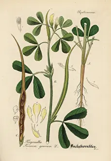 Fenugreek: Fenugreek, Trigonella foenum-graecum