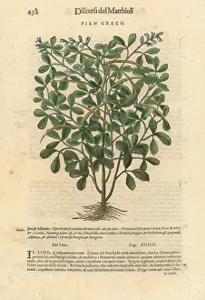 Mattioli: Fenugreek, Trigonella foenum-graecum