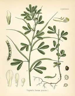 Fenugreek: Fenugreek, Trigonella foenum-graecum