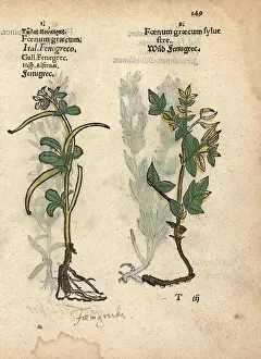 Lonicer: Fenugreek, Trigonella foenum-graecum, and wild fenugreek