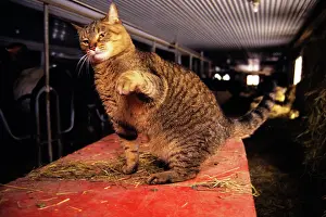 Rwn001: Feral Barn Cat