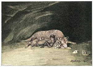 Adopting: Feral Children
