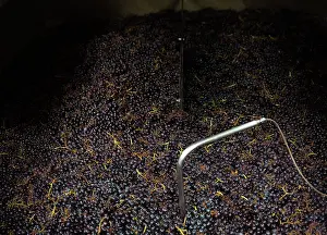 Hectares: Fermentation, Chateau de Javernand, Chiroubles, Beaujolais