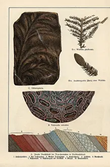 Gotthilf: Fern fossils from the Permian