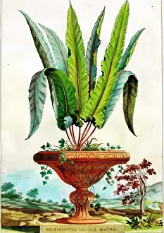 Munting: Fern (Hemionitis Crispa Major)