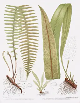Grasses: Fern and Leaf