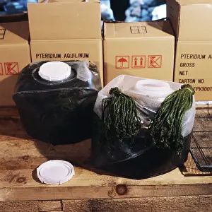 Shipment: Fern picking, 1982