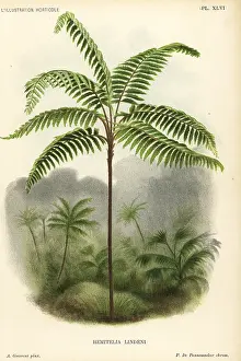 Lindeni: Fern tree, Cnemidaria lindenii